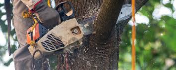 Best Emergency Tree Removal  in Upper Brookville, NY