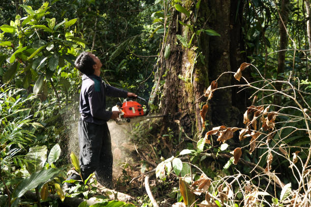 Best Hazardous Tree Removal  in Upper Brookville, NY