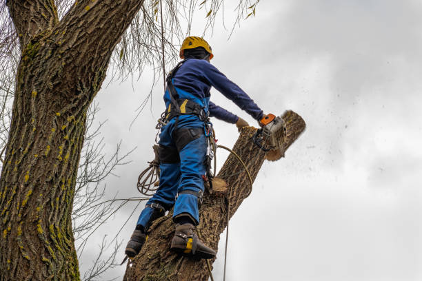 Best Aeration Services  in Upper Brookville, NY