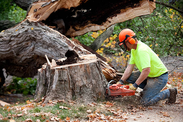 Best Tree Mulching  in Upper Brookville, NY