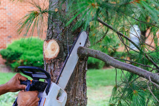 Best Commercial Tree Services  in Upper Brookville, NY